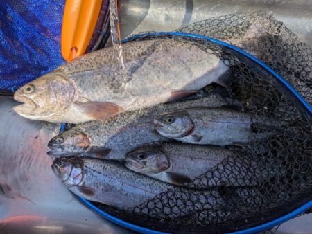 念願のロックトラウト